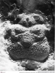 Historisches Foto von Nodoprosopon ornataum (Meyer, 1842) (NHMW-AFW-GEO-BACHMAYER-FOTO-1990-0041-0520)